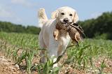 GOLDEN RETRIEVER 398